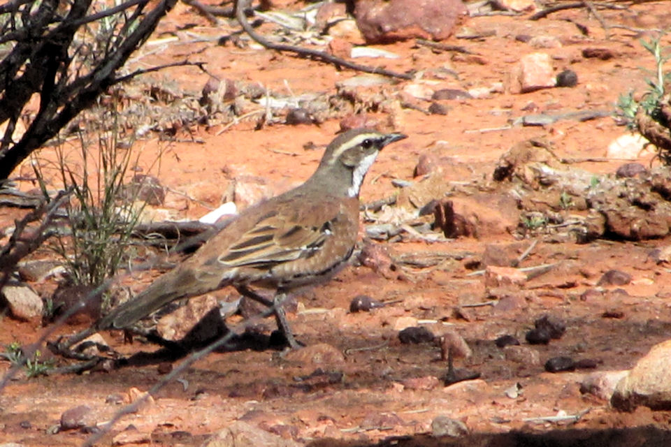 Chestnut-breasted Quail-thrush (Cinclosoma castaneothorax)